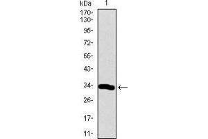 Western blot analysis using Neurod mAb against human Neurod recombinant protein. (NEUROD1 antibody  (AA 26-91))