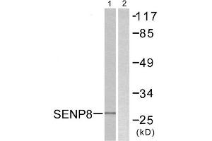 Western Blotting (WB) image for anti-SUMO/sentrin Specific Peptidase Family Member 8 (SENP8) (C-Term) antibody (ABIN1848850) (SENP8 antibody  (C-Term))