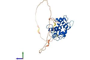 AlphaFold protein structure predicition of Human Recombinant PEF1 Protein, UniprotID Q9UBV8