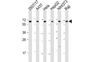 SNW1 antibody  (AA 464-497)