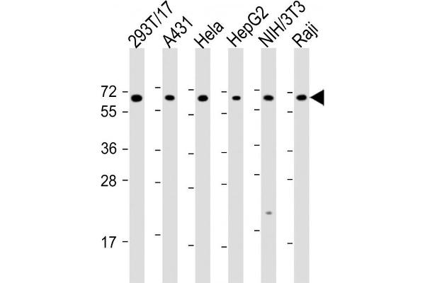 SNW1 antibody  (AA 464-497)