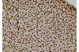 ABIN6268664 at 1/100 staining Rat liver tissue by IHC-P. (Caspase 7 antibody  (N-Term))