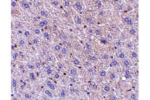 Immunohistochemistry (IHC) image for anti-Fem-1 Homolog B (FEM1B) (C-Term) antibody (ABIN1030384) (FEM1B antibody  (C-Term))