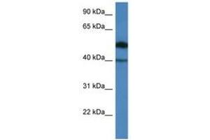 Image no. 1 for anti-Chromosome 9 Open Reading Frame 64 (C9orf64) (AA 45-94) antibody (ABIN6746561) (C9orf64 antibody  (AA 45-94))