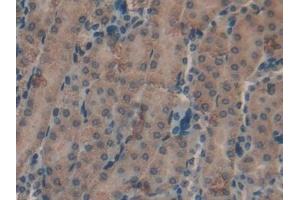 Detection of LPO in Mouse Kidney Tissue using Polyclonal Antibody to Lactoperoxidase (LPO)
