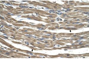 Human Muscle (C21orf33 antibody  (N-Term))