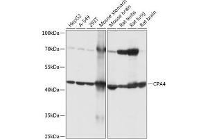 Western blot analysis of extracts of various cell lines, using CP antibody (ABIN7266080) at 1:1000 dilution. (CPA4 antibody  (AA 114-280))