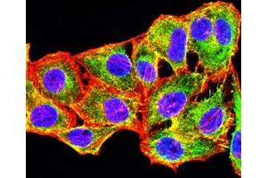 Immunofluorescence analysis of Hela cells using CD267 mouse mAb (green). (TACI antibody)