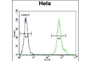 LRRC45 Antibody (C-term) (ABIN655315 and ABIN2844894) flow cytometric analysis of Hela cells (right histogram) compared to a negative control cell (left histogram).