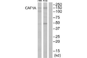 Western blot analysis of extracts from K562 cells and A549 cells, using CAF1A antibody. (CHAF1B antibody  (Internal Region))
