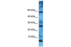 Western Blotting (WB) image for anti-Mitochondrial Ribosomal Protein L52 (MRPL52) (N-Term) antibody (ABIN2446126) (MRPL52 antibody  (N-Term))