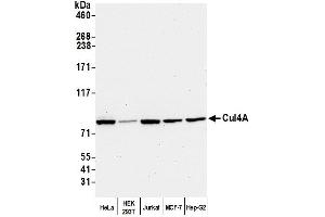 Western Blotting (WB) image for anti-Cullin 4A (CUL4A) (C-Term) antibody (ABIN7453591)
