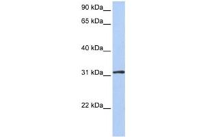 Western Blotting (WB) image for anti-Developmentally Regulated GTP Binding Protein 1 (DRG1) antibody (ABIN2459186) (DRG1 antibody)