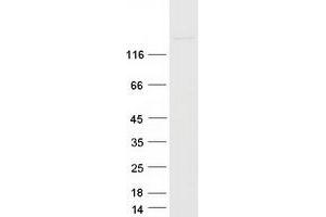 Validation with Western Blot (EHMT2 Protein (Myc-DYKDDDDK Tag))