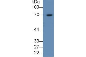 Western Blotting (WB) image for anti-Anti-Mullerian Hormone (AMH) (AA 447-553) antibody (ABIN7431407)