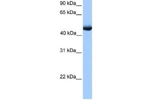 Western Blotting (WB) image for anti-Polyamine Oxidase (Exo-N4-Amino) (PAOX) antibody (ABIN2459721) (PAOX antibody)