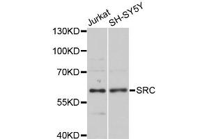 Western blot analysis of extracts of various cell lines, using SRC antibody (ABIN4905295) at 1:1000 dilution. (Src antibody)