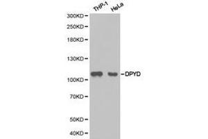 Western Blotting (WB) image for anti-Dihydropyrimidine Dehydrogenase (DPYD) antibody (ABIN1872345) (DPYD antibody)