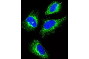 Immunofluorescence (IF) image for anti-Keratin 18 (KRT18) (AA 401-430), (C-Term) antibody (ABIN391561)