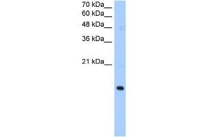 PILRA antibody used at 0. (PILRA antibody  (N-Term))