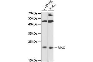 Western blot analysis of extracts of various cell lines, using MAX antibody (ABIN6128217, ABIN6143585, ABIN6143586 and ABIN6213894) at 1:3000 dilution. (MAX antibody  (AA 1-160))