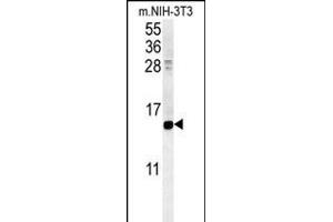 CRABP1 Antibody (C-term) (ABIN651614 and ABIN2840325) western blot analysis in mouse NIH-3T3 cell line lysates (35 μg/lane). (CRABP1 antibody  (C-Term))