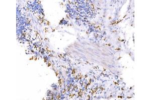 IHC analysis of SH3GL2 using anti-SH3GL2 antibody (ABIN7602229). (SH3G2 antibody  (AA 65-292))