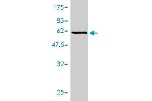 Western Blot detection against Immunogen (63. (GNB2 antibody  (AA 1-340))