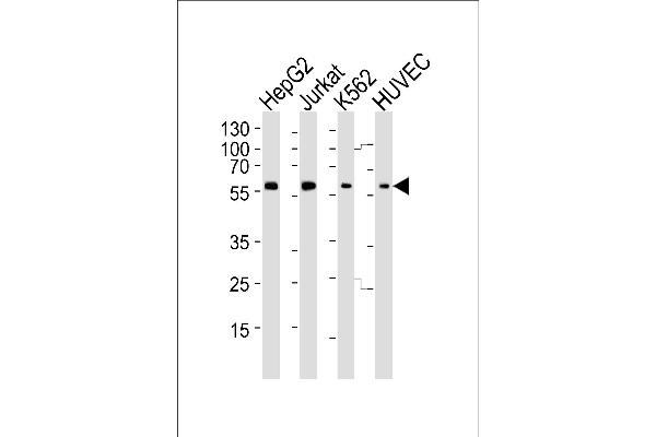 SHB antibody  (AA 250-290)