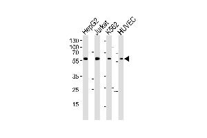 Western blot analysis of lysates from HepG2, Jurkat, K562, HUVEC cell line (from left to right), using SHB- Antibody (ABIN6242628 and ABIN6577402). (SHB antibody  (AA 250-290))
