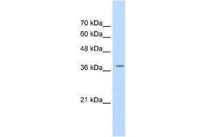 RALY antibody used at 1. (Raly antibody  (C-Term))