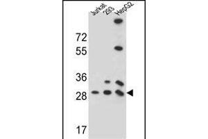PG Antibody (N-term) (ABIN657272 and ABIN2846364) western blot analysis in 293,HepG2,Jurkat cell line lysates (35 μg/lane). (PGAM4 antibody  (N-Term))