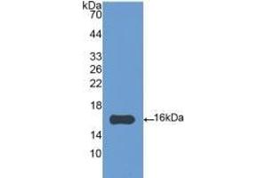 Detection of Recombinant IL4, Gallus using Polyclonal Antibody to Interleukin 4 (IL4) (IL-4 antibody  (AA 26-136))