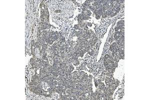 IHC analysis of TAF4 using anti-TAF4 antibody (ABIN7602114).