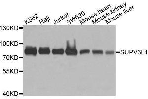 Western blot analysis of extracts of various cell lines, using SUPV3L1 antibody. (SUPV3L1 antibody  (AA 577-786))