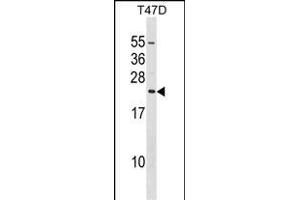 EIF3K Antibody (C-term) (ABIN1536791 and ABIN2848481) western blot analysis in T47D cell line lysates (35 μg/lane).