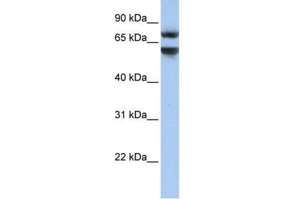 Junctophilin 3 antibody  (N-Term)