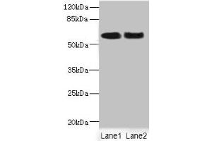 Western blot All lanes: NFIA antibody at 2. (NFIA antibody  (AA 180-330))