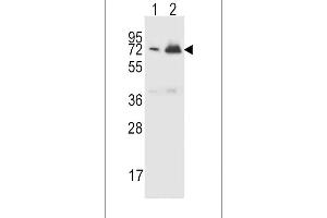 CFHR5 Antibody (Center) (ABIN651876 and ABIN2840434) western blot analysis in CEM(lane 1),K562(lane 2) cell line lysates (15 μg/lane).
