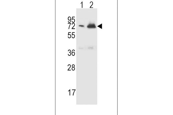CFHR5 抗体  (AA 203-231)