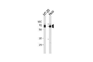 Western blot analysis of lysates from HT-29,Hela cell line (from left to right),using hnRNP Q Antibody (ABIN484141 and ABIN1533522). (SYNCRIP antibody)