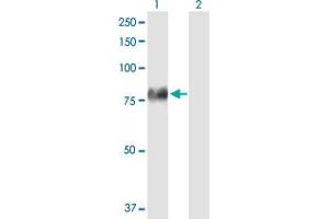 Western Blot analysis of F2 expression in transfected 293T cell line by F2 MaxPab polyclonal antibody. (Prothrombin antibody  (AA 1-622))