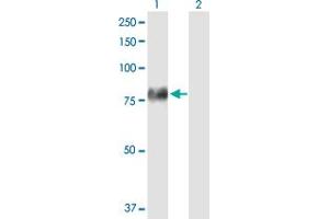 Western Blot analysis of F2 expression in transfected 293T cell line by F2 MaxPab polyclonal antibody. (Prothrombin antibody  (AA 1-622))