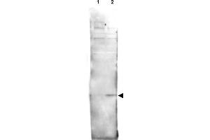 Image no. 1 for anti-H2A Histone Family, Member V (H2AFV) (AA 132-141), (pSer137) antibody (ABIN401328) (H2AFV antibody  (pSer137))