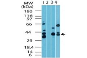 Western blot analysis of MAPKAP1 in human skeletal muscle lysate in the 1) absence and 2) presence of immunizing peptide, 3) mouse skeletal muscle lysate and 4) rat skeletal muscle lysate. (MAPKAP1 antibody  (AA 100-150))