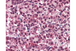 Anti-GPC4 / Glypican 4 antibody IHC of human pancreas. (GPC4 antibody  (Internal Region))