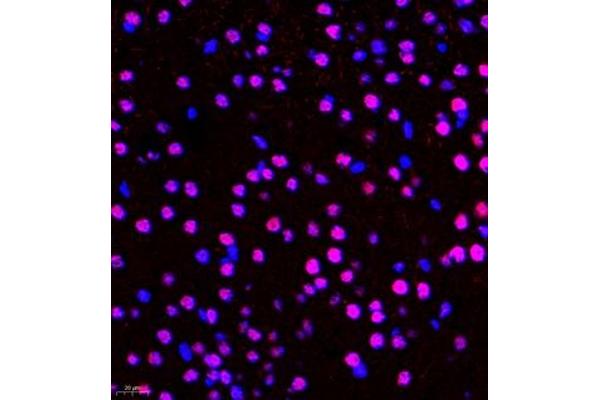 ZFP106 antibody