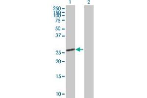 Western Blot analysis of SCGN expression in transfected 293T cell line by SCGN MaxPab polyclonal antibody. (SCGN antibody  (AA 1-276))