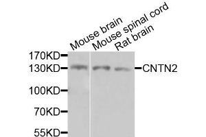 Western blot analysis of extracts of various cells, using CNTN2 antibody. (CNTN2 antibody)