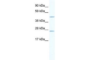 WB Suggested Anti-ANXA11 Antibody Titration:  2. (Annexin A11 antibody  (C-Term))